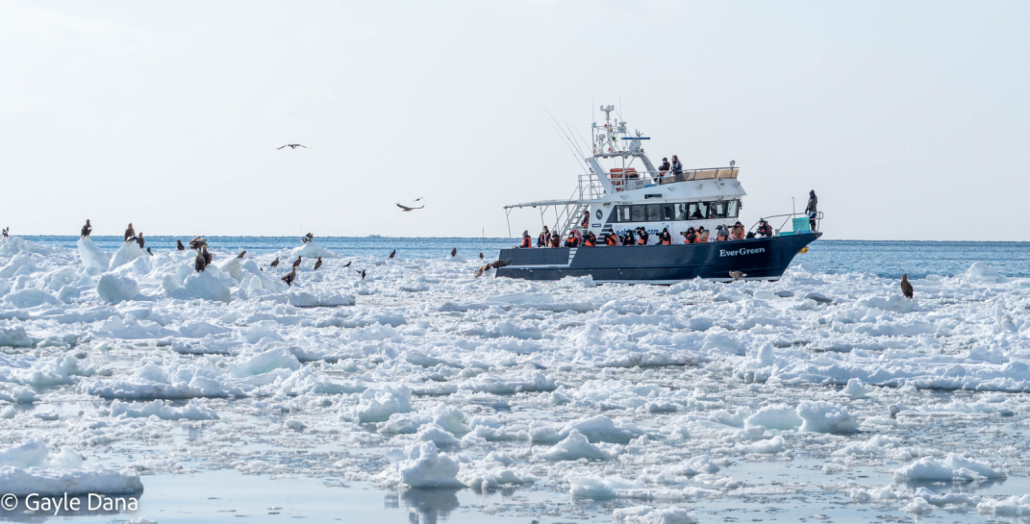 Boat with Eagles  on ice